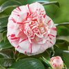 Camellia 