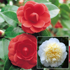 Camellia Duo Collection