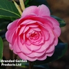 Camellia 
