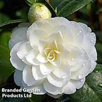 Camellia 