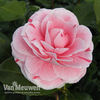 Camellia japonica 