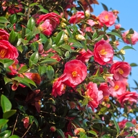 Camellia japonica 