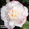 Camellia 