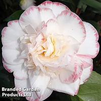 Camellia 