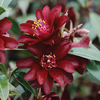 Camellia 