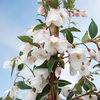 Camellia rosthorniana 