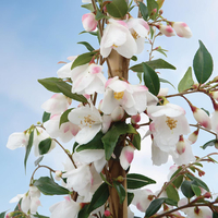 Camellia rosthorniana 