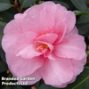Camellia 