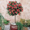 Camellia (Standard) - 1 standard camellia plant