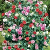 Camellia 