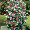 Camellia 