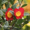 Camellia 
