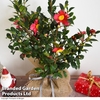 Cammelia Yuletide - Gift