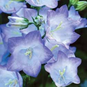 Campanula Chettla Charm - 6 plants in 9cm pots