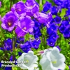 Campanula 