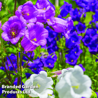Campanula 