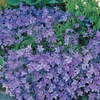 Campanula carpatica Blue - 3 plants in 5cm pots