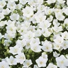 Campanula carpatica White - 3 plants in 5cm pots