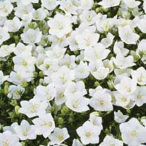Campanula carpatica White - 3 plants in 5cm pots
