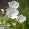 Campanula carpatica 