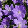 Campanula carpatica 
