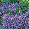 Campanula carpatica 