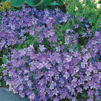 Campanula carpatica 