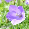 Campanula carpatica 