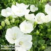 Campanula carpatica 