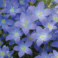 Campanula 