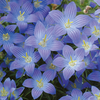 Campanula 
