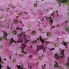 Campanula lactiflora 