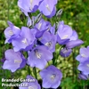 Campanula medium 