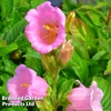 Campanula medium 