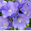 Campanula persicifolia 