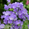 Campanula persicifolia 