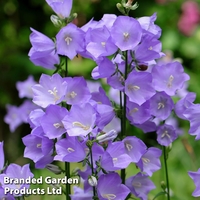 Campanula persicifolia 