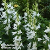 Campanula persicifolia var. alba