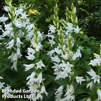 Campanula persicifolia var. alba