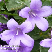 Campanula portenschlagiana 
