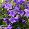 Campanula poscharskyana 