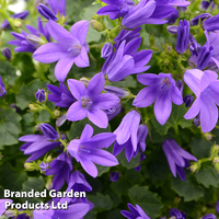 Campanula poscharskyana 