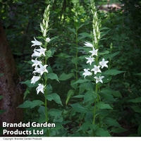 Campanula pyramidalis 