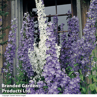 Campanula pyramidalis 