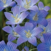 Campanula ramosissima 