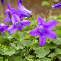 Campanula 