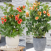 Campsis Duo