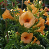 Campsis tagliabuana 