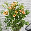 Campsis x tagliabuana 