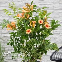 Campsis x tagliabuana 
